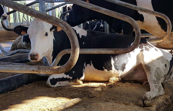 Ces matelas pour vaches font un effet bœuf