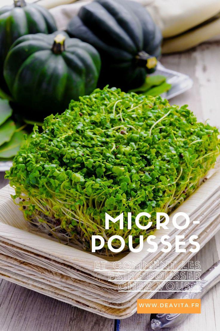 Comment faire pousser des micro-pousses à la maison : un petit jardin dans votre propre cuisine !