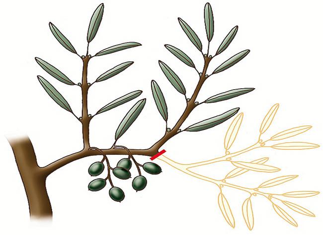 When and how to prune an olive tree? The right things to boost fruiting and limit pests