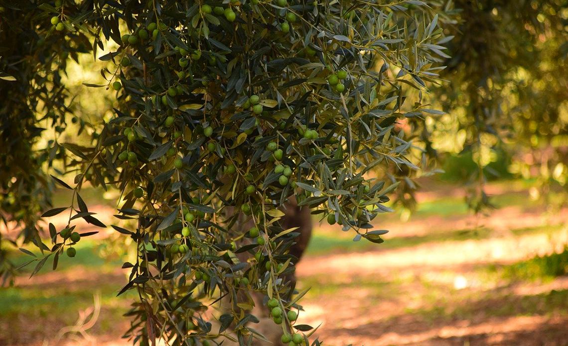 Quand et comment tailler un olivier ? Les bons gestes pour booster la fructification et limiter les ravageurs 