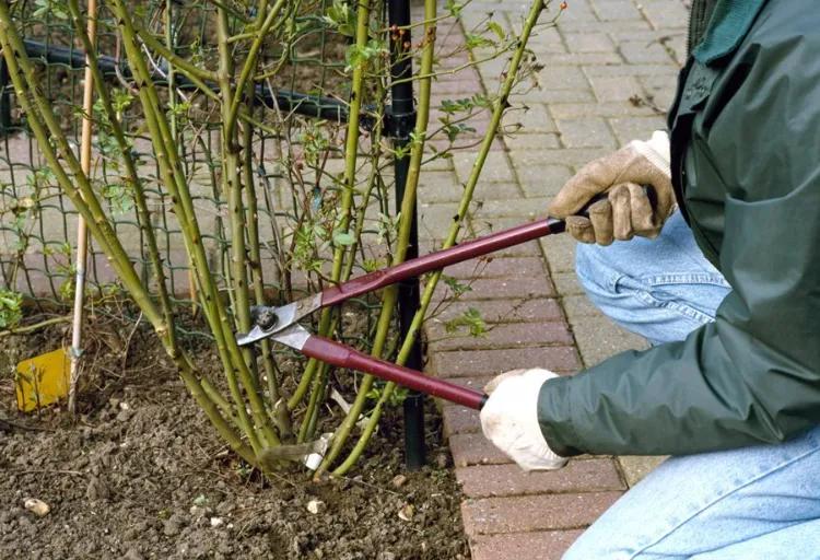 How to prune your roses for the winter? Each variety has its own technique!