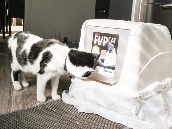 Comment choisir le meilleur bac à litière pour son chat ? 