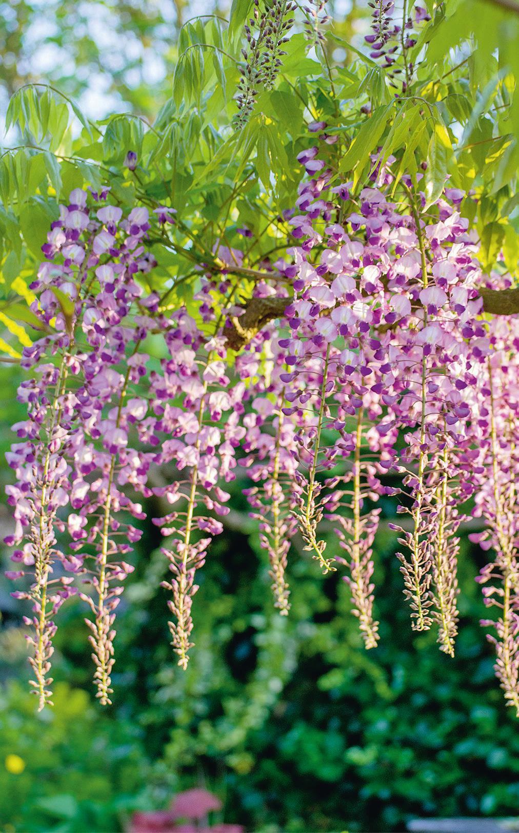 Discover the tips of a gardener to maintain and recognize the different varieties of wisteria!