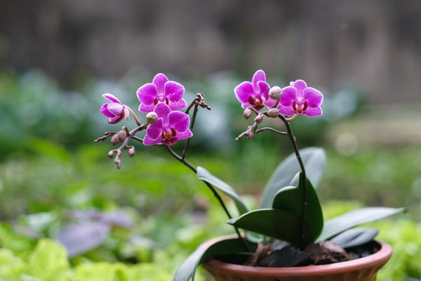 When is the best season to prune your orchid correctly: autumn or winter? 
