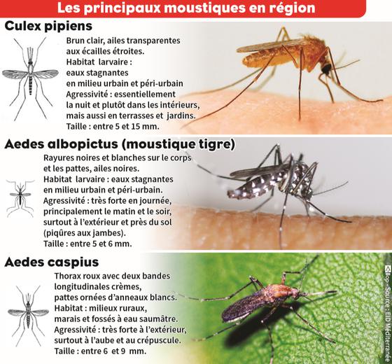 Pourquoi y a-t-il toujours autant de moustiques en cette saison et comment s'en débarrasser ? 