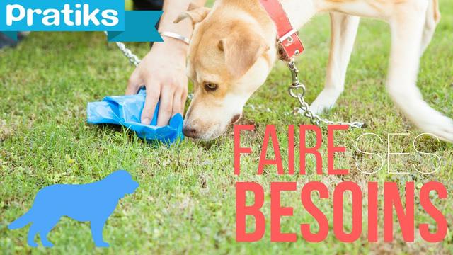 Apprendre la propreté à son chien dehors