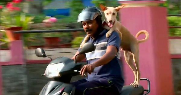 Video of dog travelling with his owner on a scooter goes viral