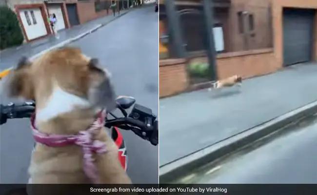 Vídeo de cachorro viajando com seu dono em uma scooter se torna viral 