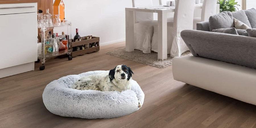 Les meilleurs coussins pour chien par taille