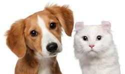 Dog and cat: Lemon against fleas