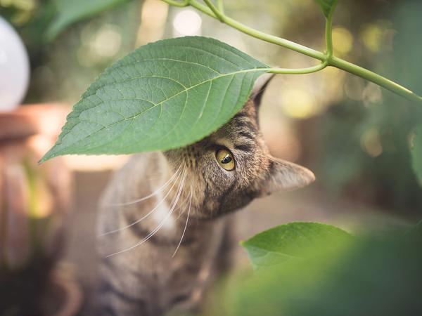 25 des plantes toxiques pour les chats avec photos – les espèces les plus répandues à éviter à tout prix 