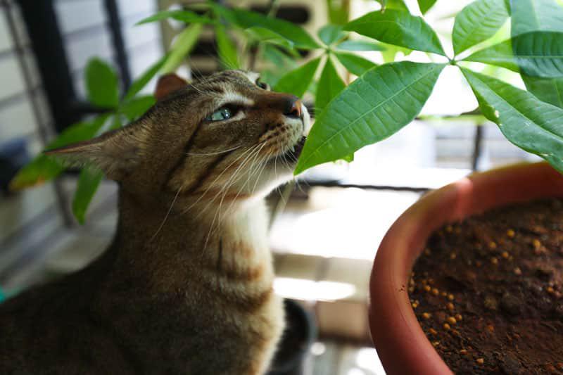 25 des plantes toxiques pour les chats avec photos – les espèces les plus répandues à éviter à tout prix