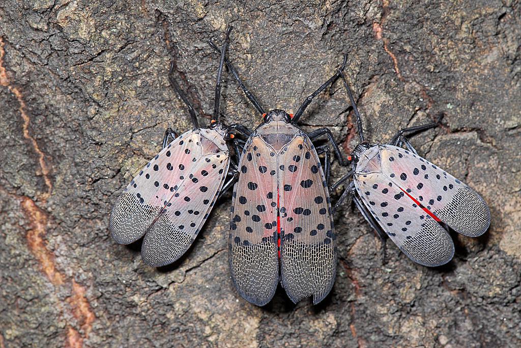 Lanternfly Begone! Here’s What To Do Before These Pests Return