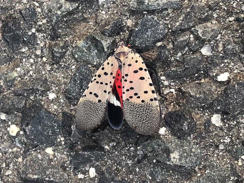 Lanternfly Begone! Here’s What To Do Before These Pests Return 