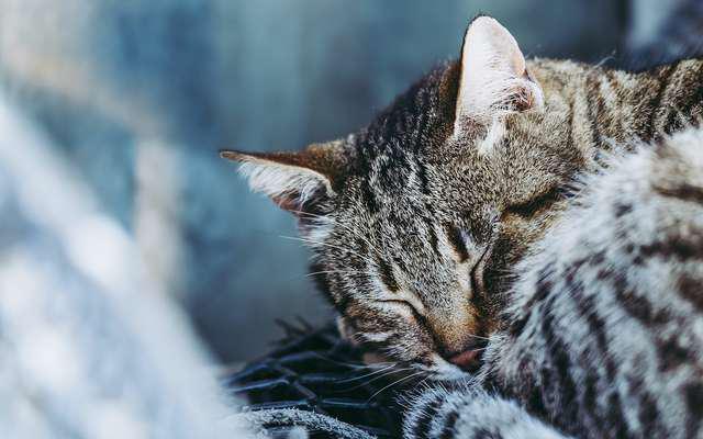 Bêtes de science : nos chats sont-ils en train de perdre la tête ? 