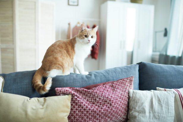 Voici 7 astuces pour retirer les poils de chats des vêtements et canapés