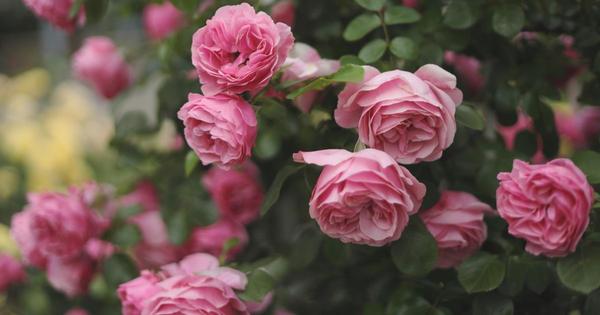 How and when to prune a rose bush in the spring? Things to do + mistakes to avoid!
