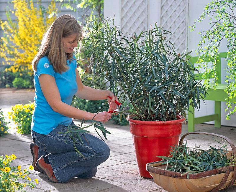 When and How to Prune Oleanders: A Complete Guide to Plant Care