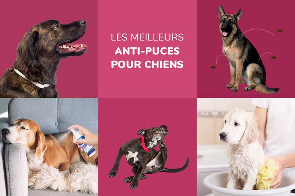 Les meilleurs anti-puces pour chien