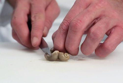 Comment préparer des escargots vivants comme un chef ? 