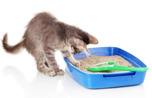 12 trucs efficaces pour empêcher votre chat d'uriner en dehors de sa litière