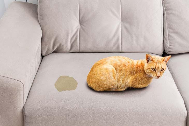 12 trucs efficaces pour empêcher votre chat d'uriner en dehors de sa litière 