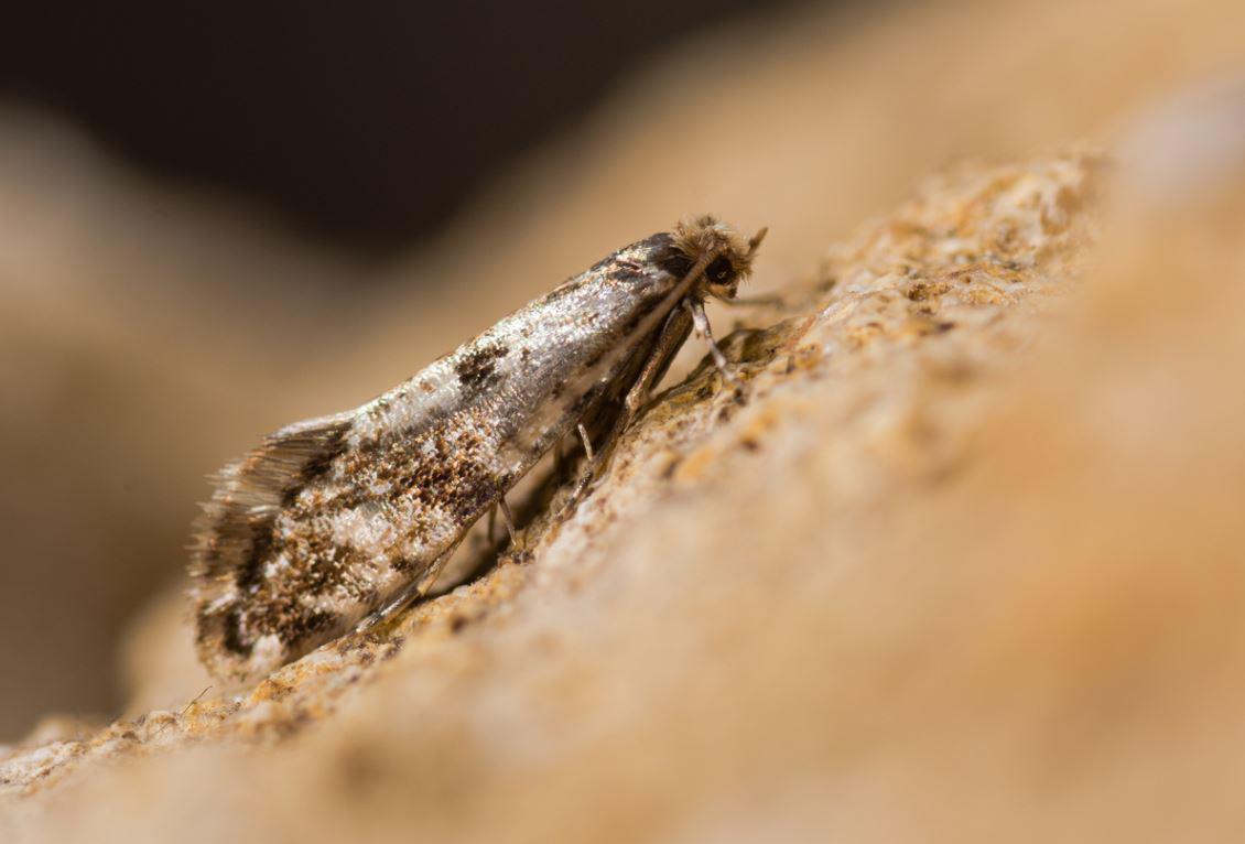 Antimites : quelles solutions naturelles pour lutter contre les mites 