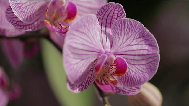 Entretenir et faire refleurir une orchidée : les astuces clés ! 