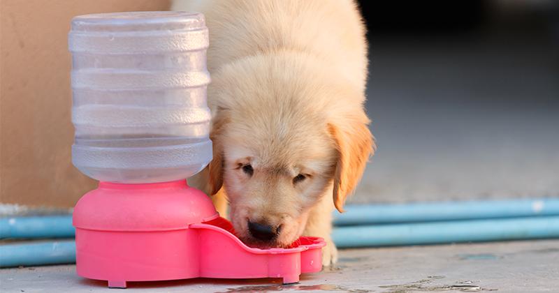 Quel est le meilleur distributeur d'eau pour chien en 2021 ?