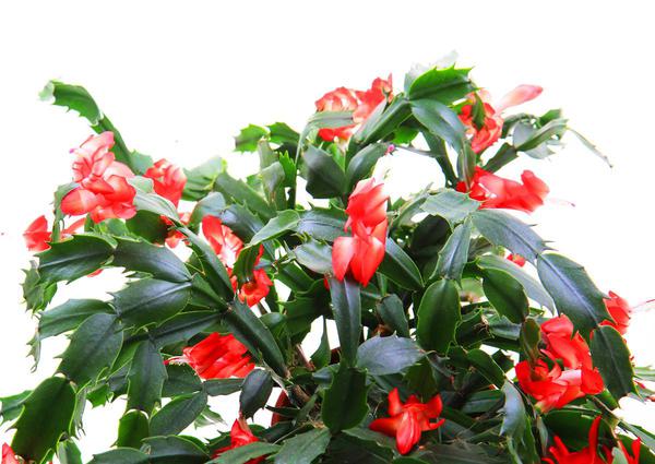 How to reflect your Christmas cactus every year?Our pro advice!