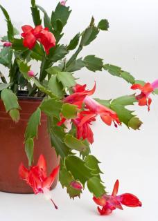 Comment faire refleurir chaque année votre cactus de Noël ? Nos conseils de pro ! 
