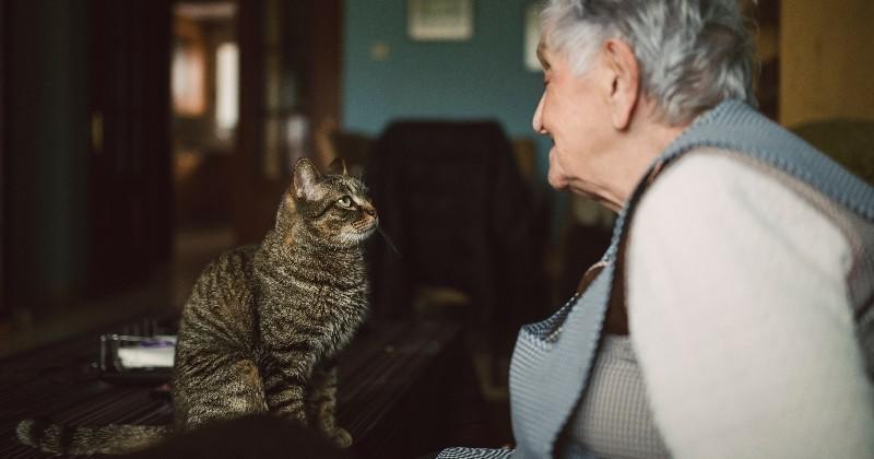 5 remèdes de grand-mère pour vous débarrasser efficacement des odeurs d’urine de chat