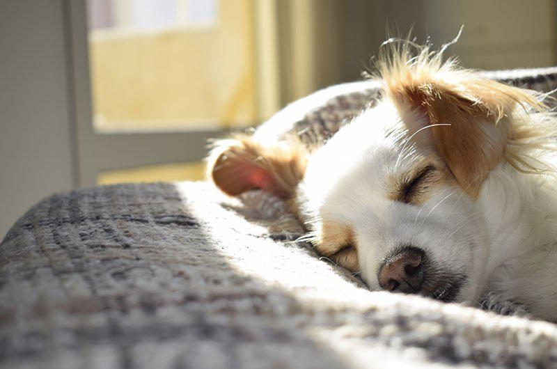 Combien de temps dort un chien ? 