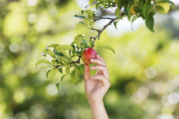 Comment et quand tailler les arbres fruitiers pour avoir une belle récolte