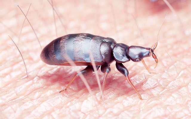 Bedbugs: an insect that can make us live a nightmare