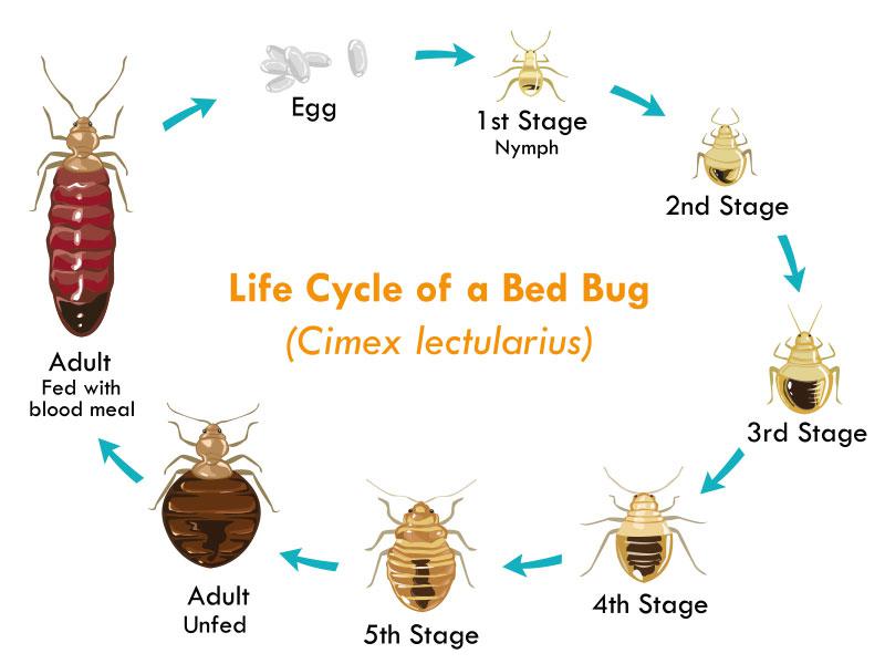 Les punaises de lit : un insecte qui peut nous faire vivre un cauchemar 