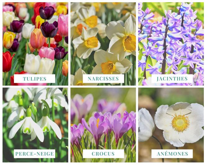 Spring Flower Fall Bulbs: choice, planting and tips