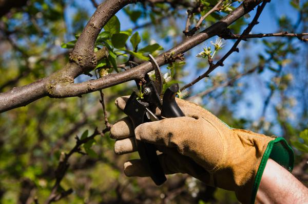 How do you prune a fruit tree in late winter? Tips and mistakes to avoid to boost production