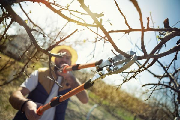 How to prune a fruit tree at the end of winter? Tips and mistakes to avoid to boost production 