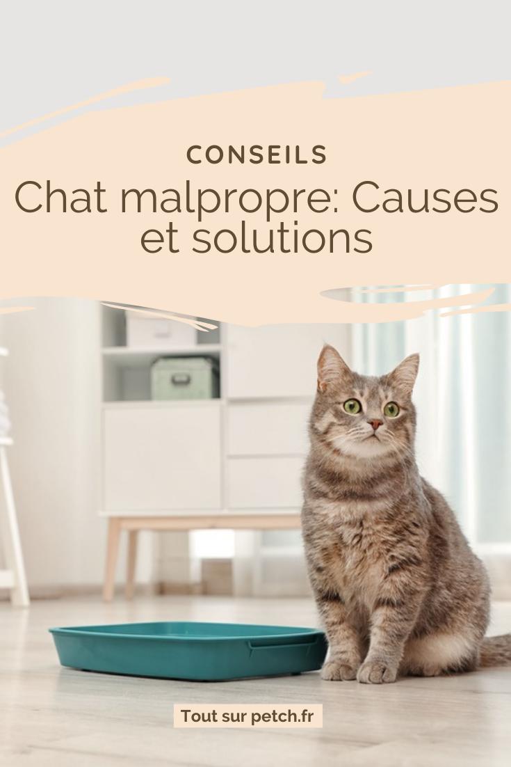 Chat malpropre : causes et solutions 