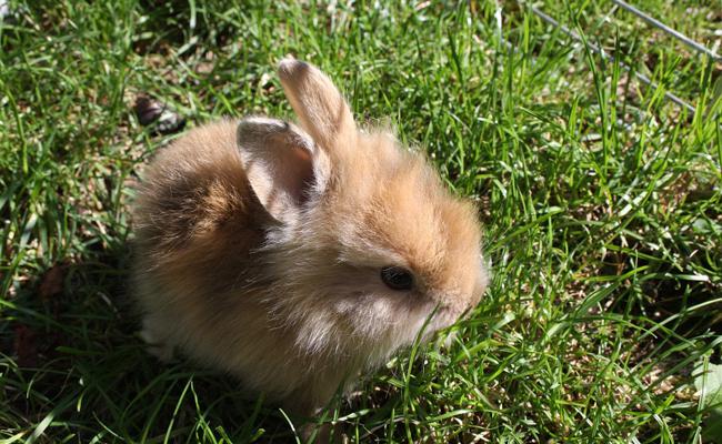 Élever un lapin nain à la maison : conseils et bonnes pratiques