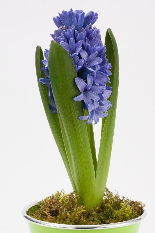 Jacinth in pot: planting, watering, flowering - all about the culture of the hyacinth