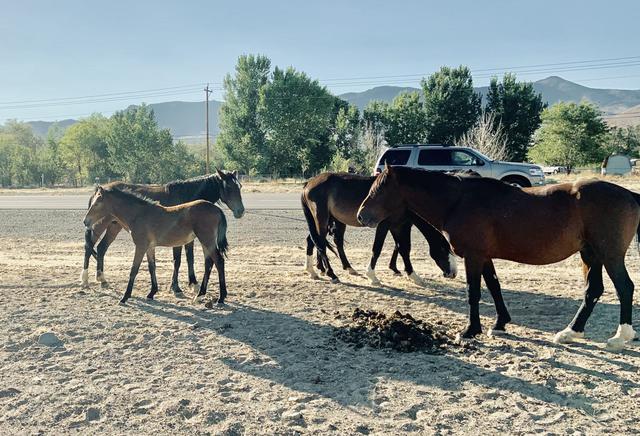NDOT finishes most fencing to stop wild horse-vehicle collisions near Dayton