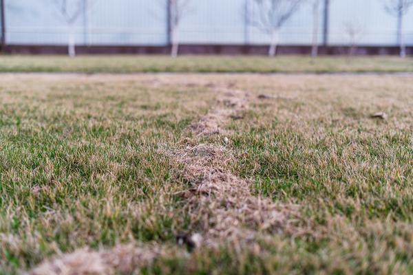 Que faire ou ne pas faire pour avoir un gazon parfait ? Quelles sont les erreurs d’entretien de la pelouse de printemps à éviter ? 