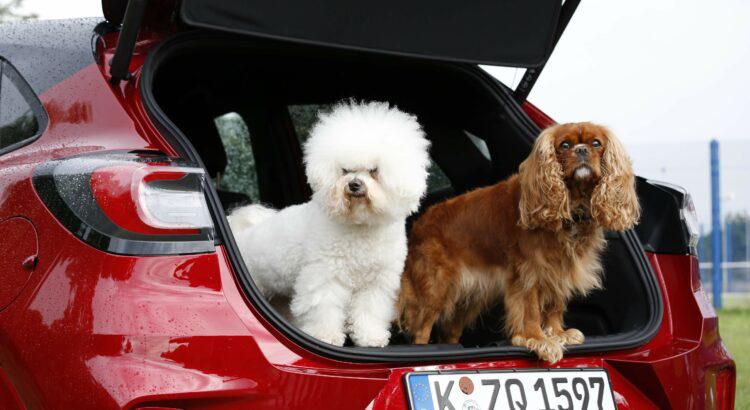 Les astuces pour retirer les poils d’animaux de sa voiture