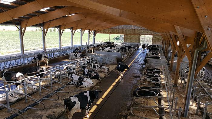 Pour l’adaptation des bâtiments d’élevage face au stress thermique des vaches laitières