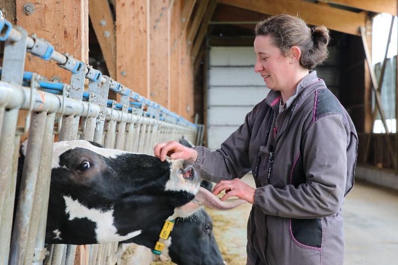 Pour l’adaptation des bâtiments d’élevage face au stress thermique des vaches laitières 