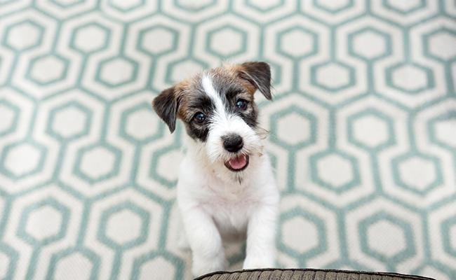 My dog ​​pees when he is happy: why?