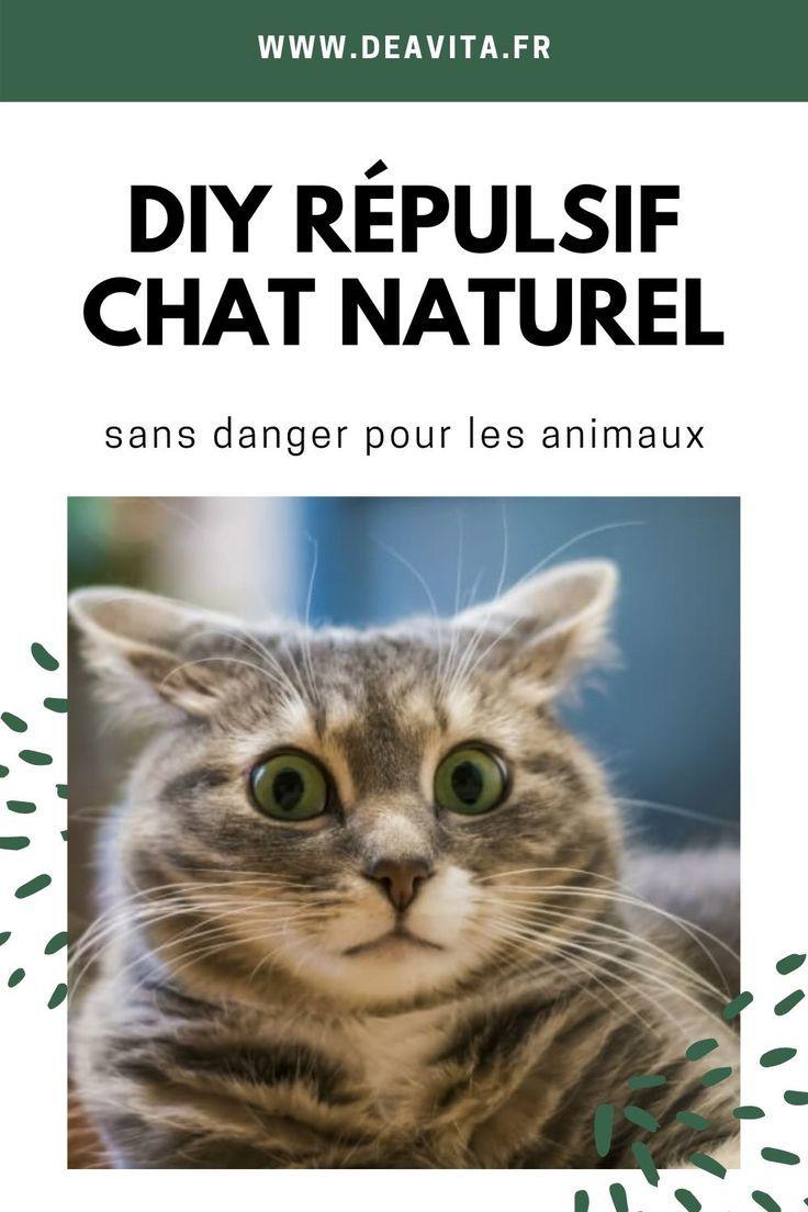 DIY REPULSIF Natural cat and without danger for animals