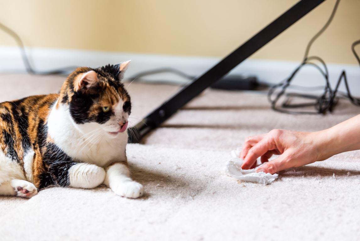 Chat : Pour enlever les odeurs d'urine, il ne suffit pas d'utiliser du bicarbonate de soude